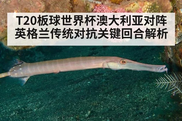 T20板球世界杯澳大利亚对阵英格兰传统对抗关键回合解析